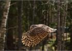 21-ural owl (2)