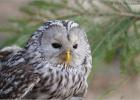 23-ural owl (3)