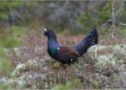 25-male capercaillie