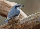 28-nuthatch seed dispenser