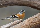 30-female brambling