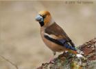 32-hawfinch