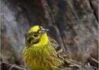 34-yellowhammer