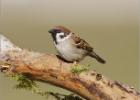 35-tree sparrow