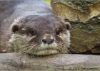 asian short clawed otter