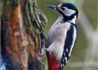 greater spotted woodpecker