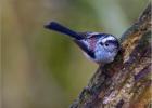 long tailed tit