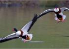 shelduck flypast