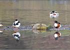 shelduck panorama