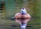 white-headed duck