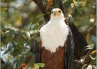 african fish eagle