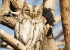 african scops owl