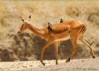 cadging a lift-Impala-Red-billed Oxpeckers