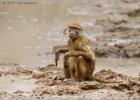 chilled out-baboon