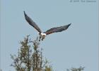 eagle  approaching-african fish eagle