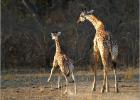 fun in the sun-thornicrofts giraffe