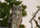 giant eagle owl-2