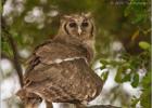 giant eagle owl