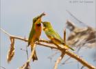 gift accepted-little bee eaters