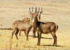 the boys are back in town-Waterbuck