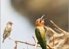 where's that bee-white fronted bee eater