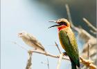 white fronted bee eater