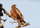 yellow-billed kite