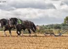 ploughing-national championship-0023