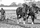 ploughing-national championship-0034-mono