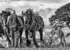 ploughing-national championship-0059-mono