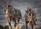 ploughing-national championship-0081