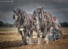 ploughing-national championship-0106