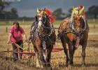 ploughing-national championship-0123