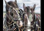 ploughing-national championship-0150-manip