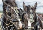 ploughing-national championship-0150