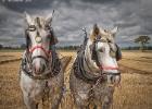 ploughing-national championship-0168