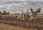 ploughing-national championship-0213