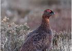 MG 3991-red grouse-250216