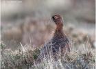 MG 4006-red grouse-250216