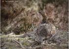 MG 4047-red grouse-hen-250216