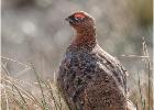 MG 4086-red grouse-250216