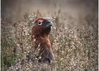 MG 4097-red grouse-250216