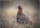 MG 4135-red grouse-250216