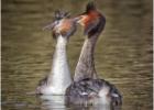 MG 4443-gt crested grebes dancing-030316