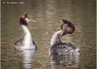 MG 4446-gt crested grebes dancing-030316