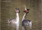 MG 4452-gt crested grebes dancing-030316