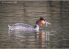 MG 4533-gt crested grebe-030316