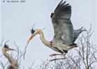 MG 4623-grey herons-030316