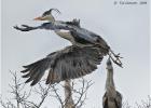 MG 4746-grey heron-030316