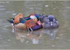 MG 7314-m and f mandarins-adel dam-070216